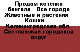 Продам котёнка бенгала - Все города Животные и растения » Кошки   . Калининградская обл.,Светловский городской округ 